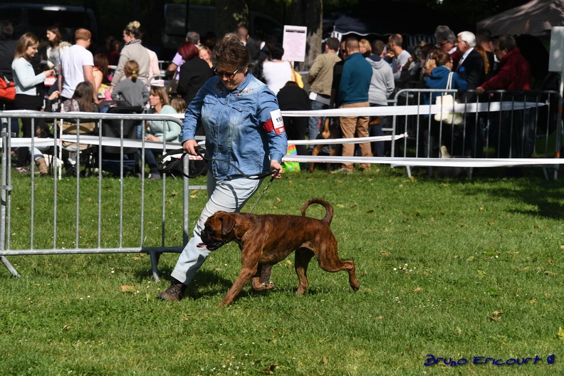 concours libourne 15mai2016 302 - concours_libourne_15mai2016_302.JPG concours_libourne_15mai2016_302.JPG