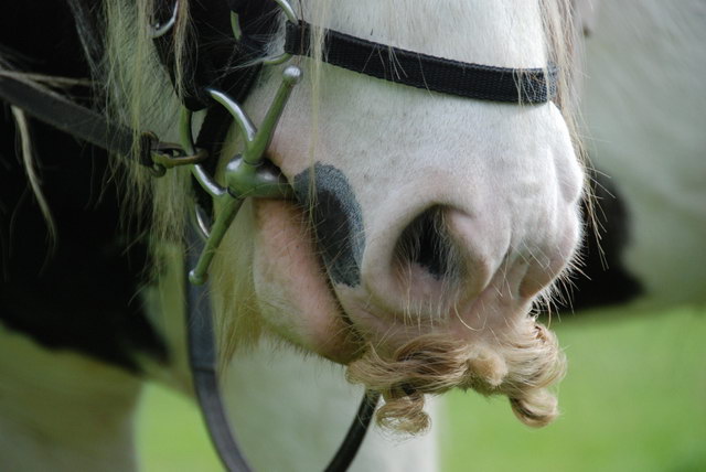 moustache 3 - moustache_3.jpg moustache_3.jpg